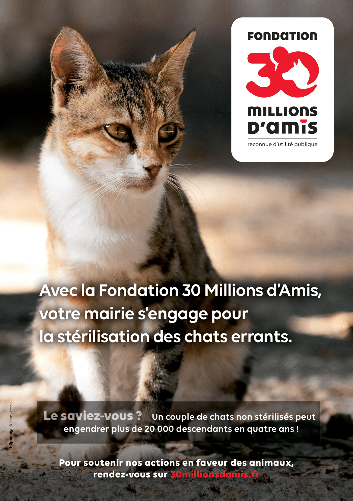 Stérilisation des chats errants : le coup de pouce de 30 millions d'amis à  la mairie d'Abbeville pour endiguer la prolifération